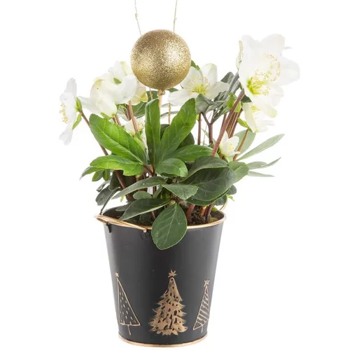 Mieux dehors:Composition de Noël hellebore multicolore pot en zinc noir et or