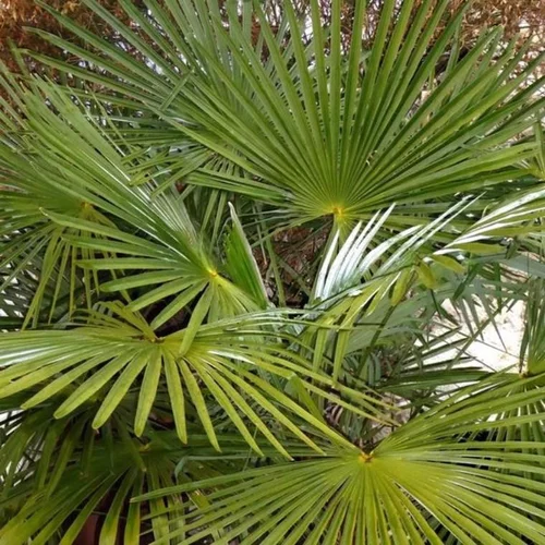 Jardin pratique：Trachycarpus Fortunei (palmier à chanvre) en pot de 3 L vert