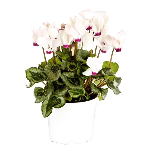 Pour votre espace extérieur:Mini cyclamen victoria® - Le pot de diamètre 10,5 cm