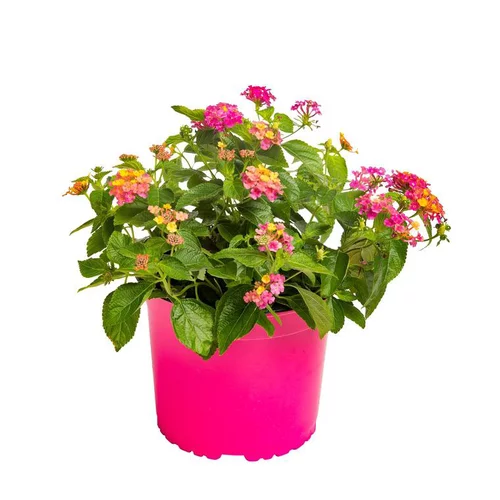Facile pour le jardin:Lantana - Le pot de 2,5 litres