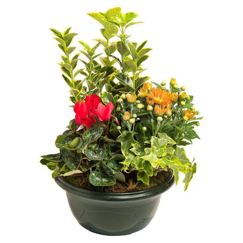 Extérieur accessoire：Composition d'extérieur mélange traditionnel - La coupe de 27 cm