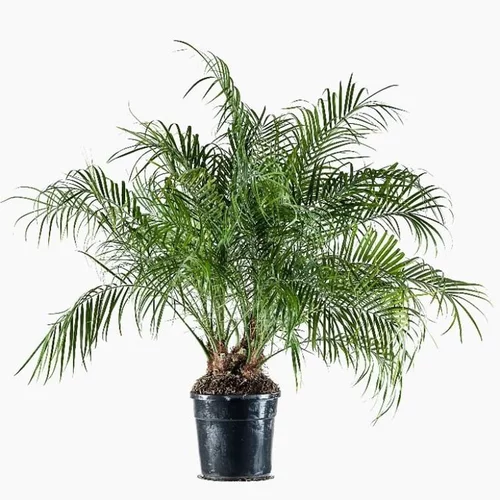 Jardin tendance：Palmier Phoenix Roebellini 100/125 cm