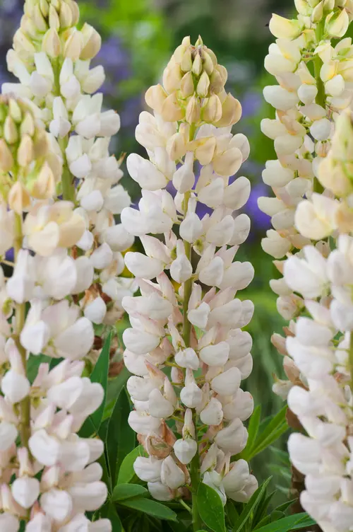 Espace vert pratique:Lupin ‘La Demoiselle’ - Le pot de 2 litres