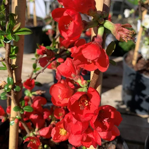 Style jardin：Cognassier du Japon Rubra (Chaenomeles Japonica). Le pot 15 litres