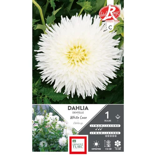 Une sélection pour le jardin：Dahlia dentelle White Lace blanc Ernest Turc - 1 bulbe
