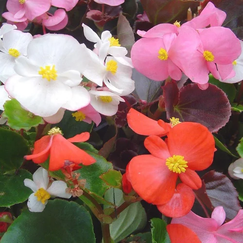 Facile à intégrer au jardin：Begonia À Massif. Le pack de 6 plants