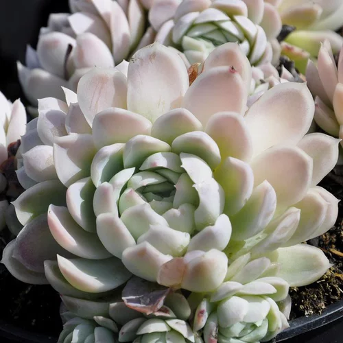 Jardin plaisir:Echeveria pumila glauca. Le pot de 3 litres