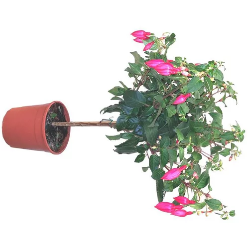 L’esprit jardin：Fuchsia mini tige - Le pot de 5 litres