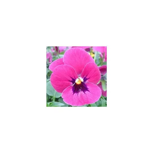 Pour tous les jardins:Pensée à grandes fleurs - La suspension diam 27 cm