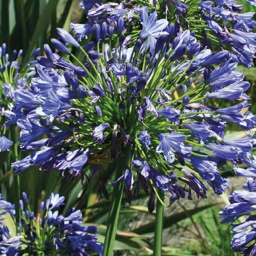 Malin jardin：Agapanthe bleue - Le pot de 9 x 9 cm