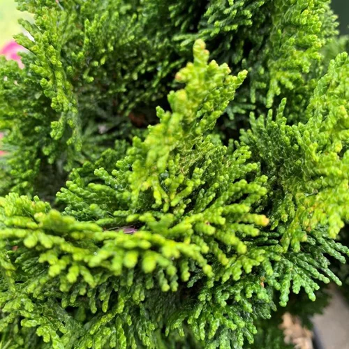 Équipement au jardin：Faux cyprès du Japon nain 30/40. Le pot 5 litres