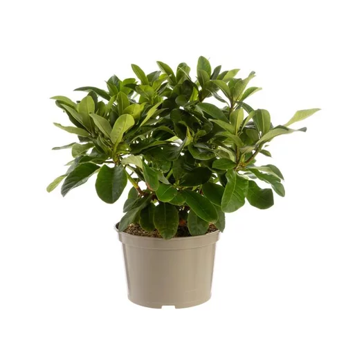 Jardin & loisirs:Rhododendron furnivals daughter rose en pot de 7,5 L