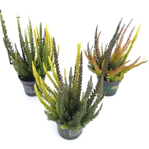 Jardin pour tous：Erica Calluna Skyline Trio - Le pot de 10.5 cm