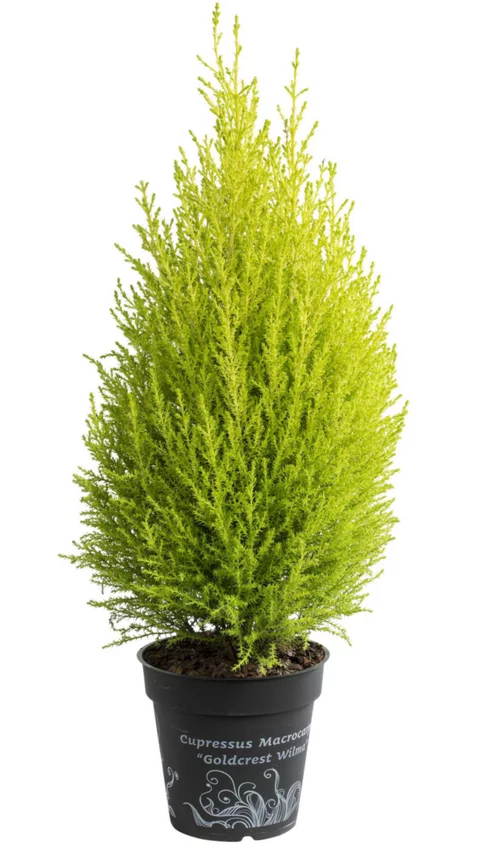 Essentiel extérieur：Cupressus Gold Crest - Avec cache pot