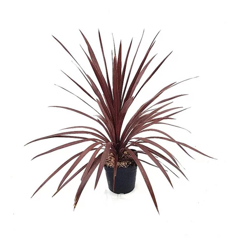Déco jardin:Cordyline Australis Red Star 100/110 en pot de 15 L rouge