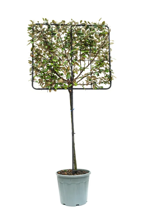 Extérieur moderne：Chalef Compacta (ELAEGNUS EBBINGEI COMPACTA), en pot de 30 litres palissé sur tige