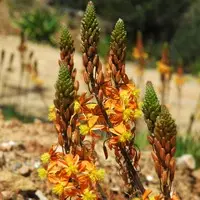 Idéal pour le jardin：Bulbinea jaune. Le pot de 2 litres