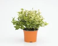 Un plus pour votre jardin：Euonymus Fortunei Emerald Gold jaune 20/30 cm en pot de 3 L