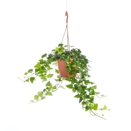 Au service de votre jardin：Hedera Vert pot Ø17xH35 cm