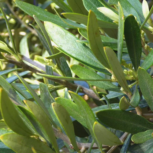 Déco au jardin:Olivier argent. Le pot de 2,5 litres