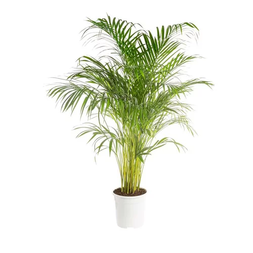 Pour vos moments au jardin：Areca pot Ø25 cm