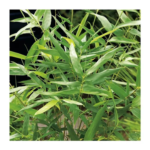 Un atout pour le jardin:Bambou (BAMBOU ARUNDINARIA METAKE) Le pot de 12 litres