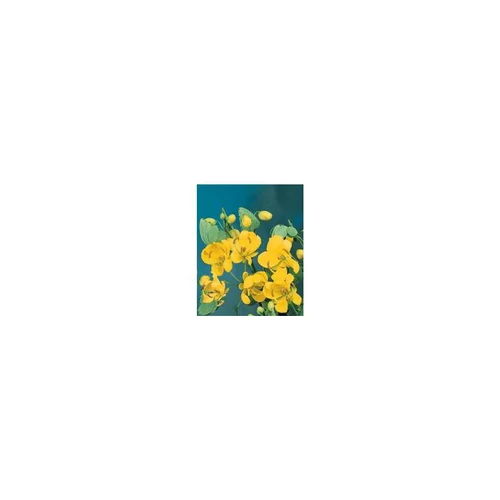 Jardin adapté：Cassia ou Séné jaune en pot de 3 L