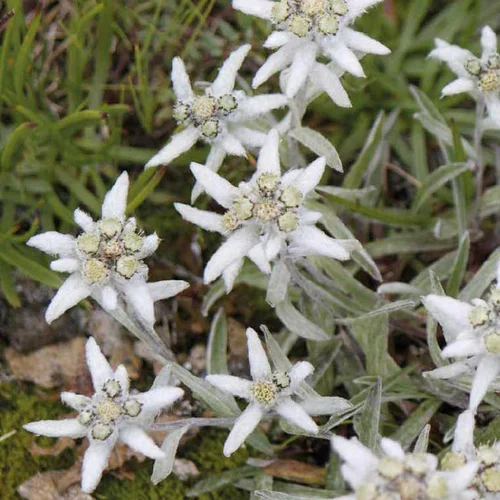 Jardin et idées：Edelweiss - Le pot de 9 x 9 cm