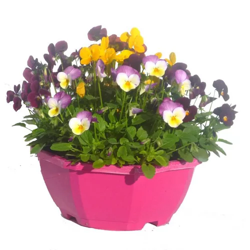 Facile au jardin：Viola Cornuta - Coupe de 23 cm