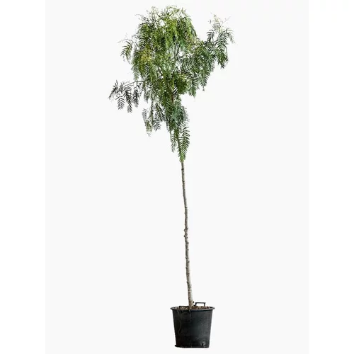Idéal au jardin:Schinus Molle (Faux Poivrier) en pot de 30 L vert