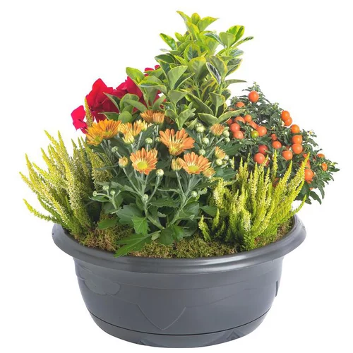 Jardin plaisir:Composition d'extérieur mélange orange rouge - La coupe de 45cm