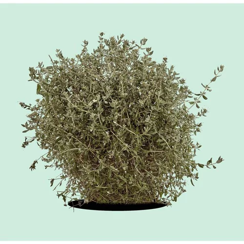 Confort pour le jardin:Teucrium Fruticans bleu en pot de 10 L