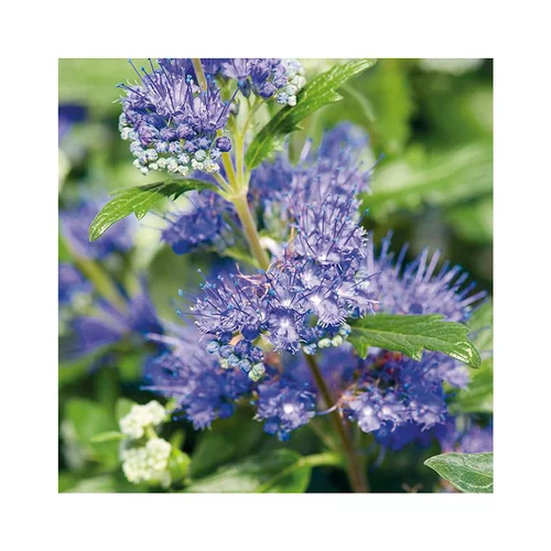 Pour personnaliser votre jardin:Caryopteris Clandonensis Grand Bleu – Pot de 3L
