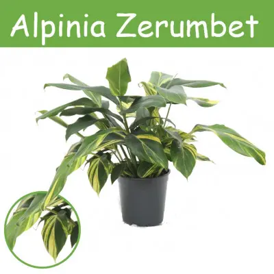 Parfait pour le jardin：Alpinia Zerumbet. Le pot de Ø 21 x H 70 cm
