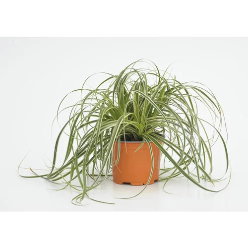 Pour le jardin：carex feather falls - Le pot diam 12 cm