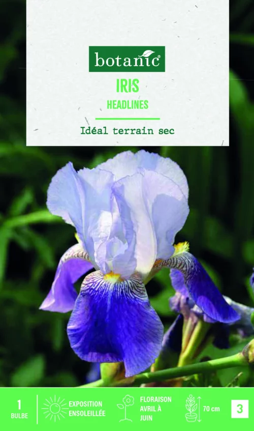 Pour plus de confort à l’extérieur：Bulbe de fleurs Iris Germanica Headlines botanic® - 1 bulbe