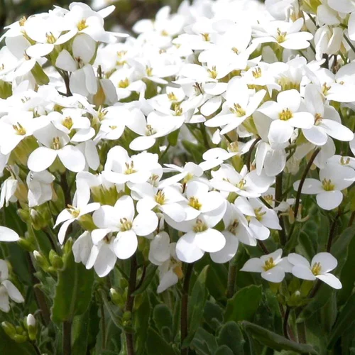 Le compagnon de vos extérieurs：Arabis Alpinus. Le pot de 1 litre