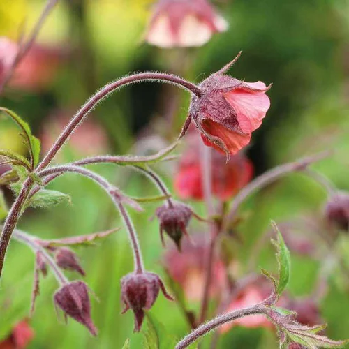 Jardin déco:Benoîte des ruisseaux godet 9x9 cm