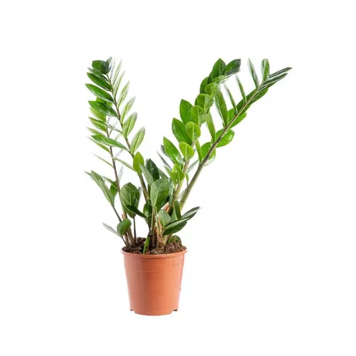 Jardin chez vous：Zamioculcas. Le pot Ø 17 cm