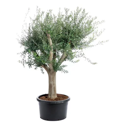 Une idée maline pour le jardin:Olea Europaea (olivier d'Europe) 230 cm en pot de 130 L vert