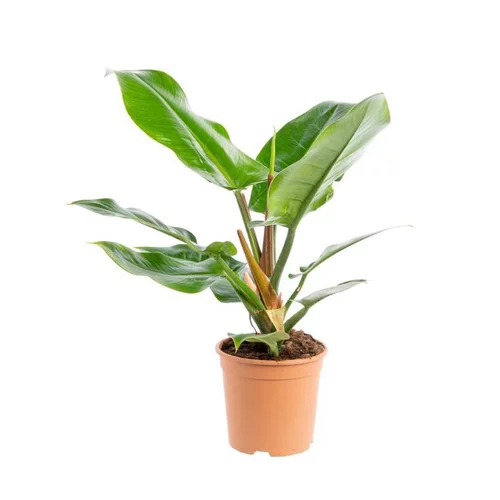 Pour un extérieur agréable:Philodendron Imperial Green pot Ø19xH55 cm