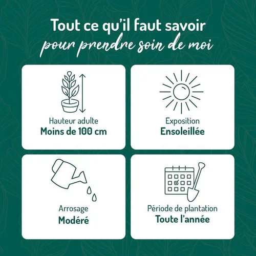 Une touche pratique à l’extérieur：Pittosporum Tobira en pot de 3 litres