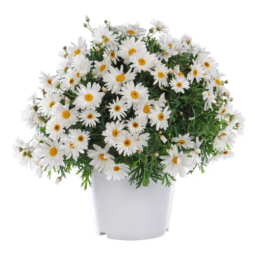 Conçu pour le jardin：Anthemis. Le pot de 19 cm