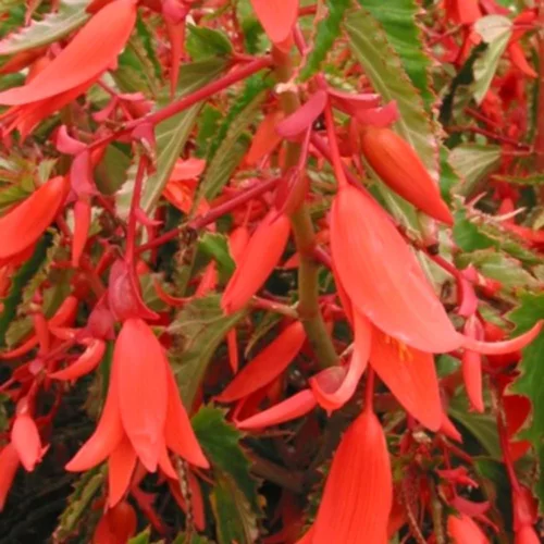 Une solution adaptée à l’extérieur：Begonia Pendula Perfume Dreams. La suspension diam 26 cm