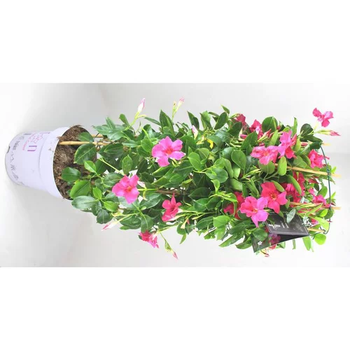 Pour un extérieur bien équipé:Dipladénia Fushion California Colonne - Le pot de 45 cm