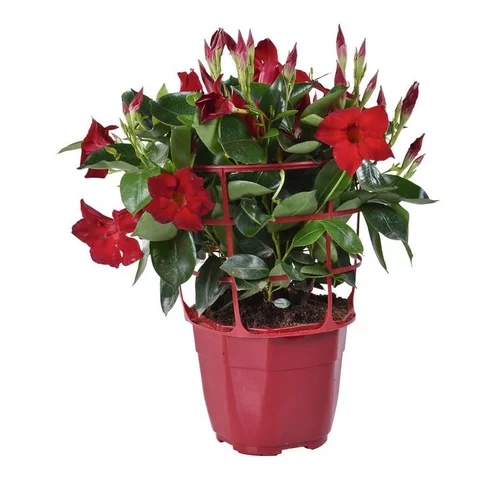 Essentiel jardin：Dipladénia buisson - Le pot de 2 litres