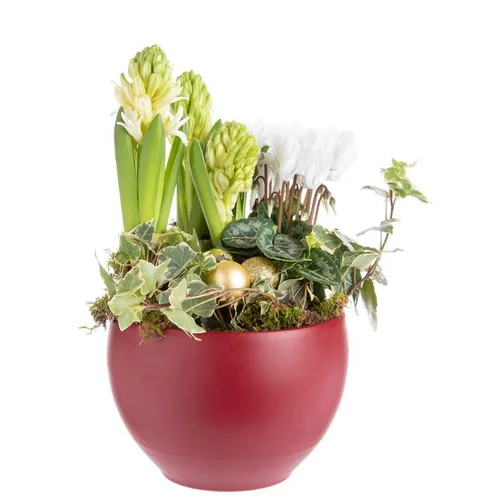 À adopter pour l’extérieur：Composition de Noël jacinthe cyclamen multicolore pot en céramique rouge