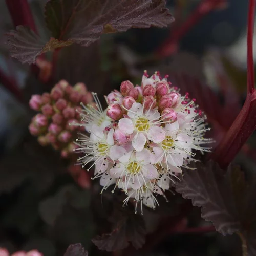 Jardin à équiper：Physocarpe Lady in Red (Physocarpus Opulifolius). Le pot de 15 litres