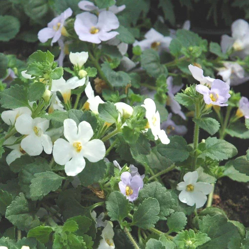 Pour mieux aménager votre jardin：Bacopa. Le pot de 9 cm