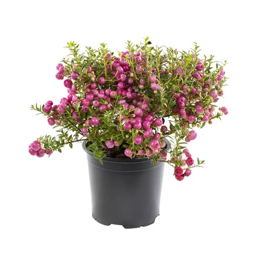 Accessoire jardin：Pernettya ou Gaulthérie rose. Le pot de 1 litre
